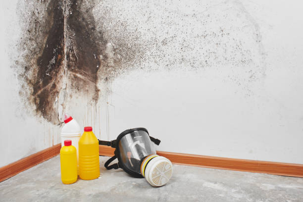 Best Toxic Mold Removal  in Morgan, UT