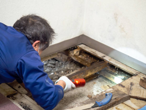 Best Mold Remediation  in Morgan, UT
