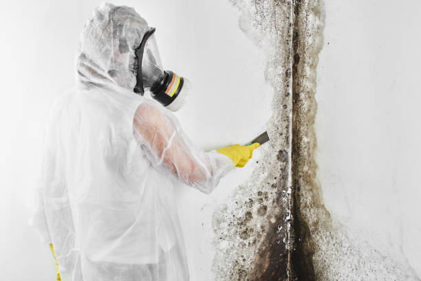 Best Mold Testing  in Morgan, UT