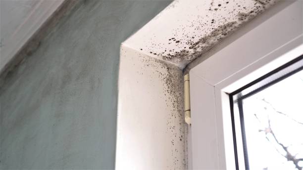 Best Residential Mold Removal  in Morgan, UT