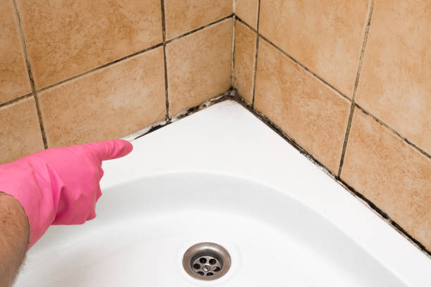 Morgan, UT Mold Removal Company