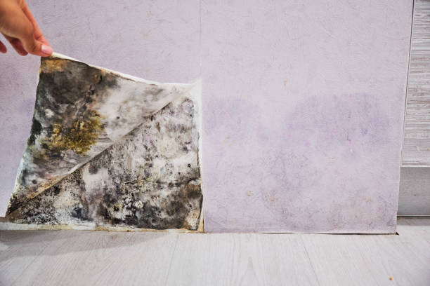 Professional Mold Removal in Morgan, UT